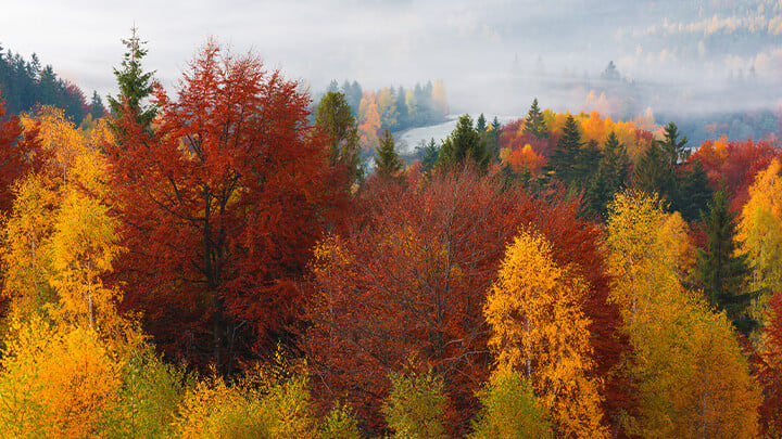 A forest in autumn